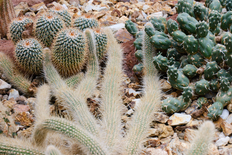 Species of two cacti genera: Harrisia and Mammillaria.