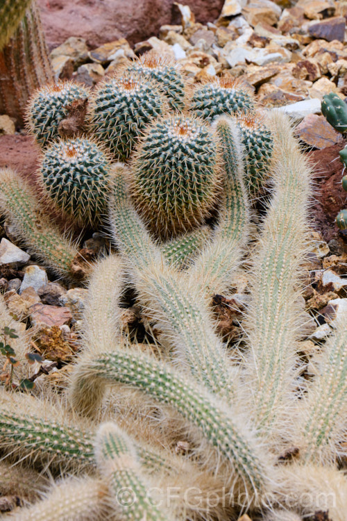 Species of two cacti genera: Harrisia and Mammillaria.