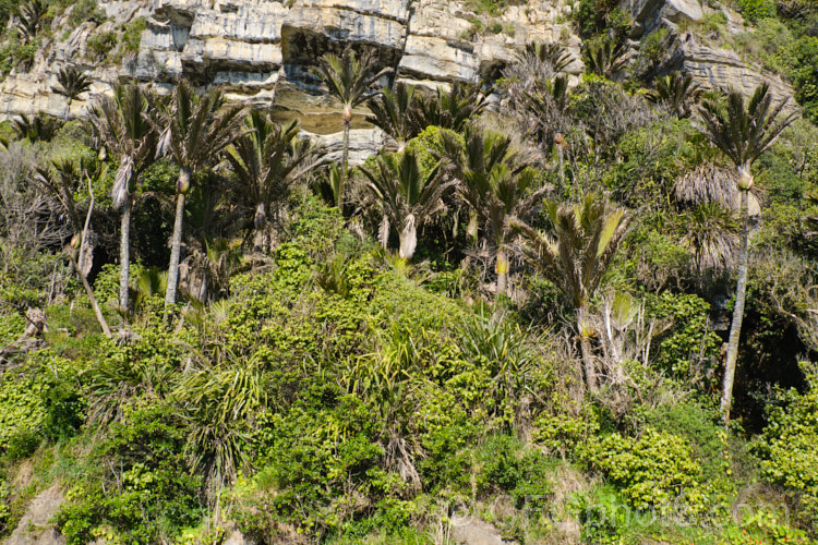 Vegetation on the coastal cliffs near. Punakaiki, New Zealand. The mild climate and ample rain ensures that the vegetation is lush, but, as can be seen here, it is often growing in very shallow and poor soils, an ecosystem that can be easily thrown out of balance.