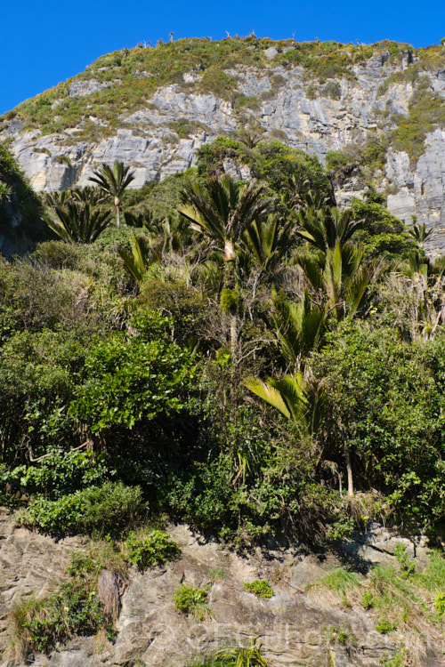 Vegetation on the coastal cliffs near. Punakaiki, New Zealand. The mild climate and ample rain ensures that the vegetation is lush, but, as can be seen here, it is often growing in very shallow and poor soils, an ecosystem that can be easily thrown out of balance.