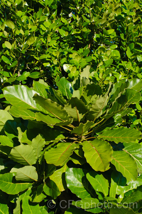 Two New Zealand shrubs or small trees with impressive evergreen foliage. In the foreground is Puka or Pukanui (<i>Meryta sinclairii</i>), a very large-leaved evergreen tree native to islands of the northern coasts of New Zealand ; and behind it is Akapuka (<i>Griselinia lucida</i>), a glossy-leafed evergreen shrub native that is found on both the two main islands, but is more common in the warmer north.