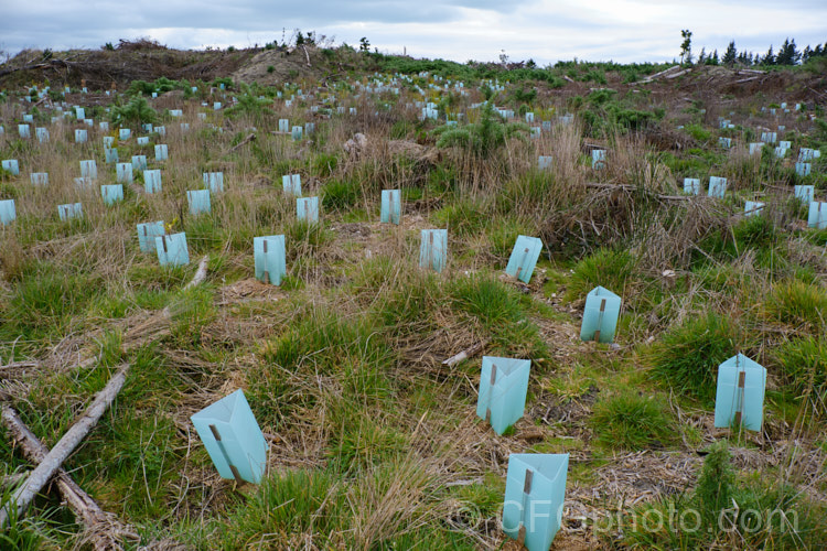 An area of coastal dunes in Canterbury, New Zealand where attempts are being made to revegetate with native plants to replace the lupins and pines that have taken over.