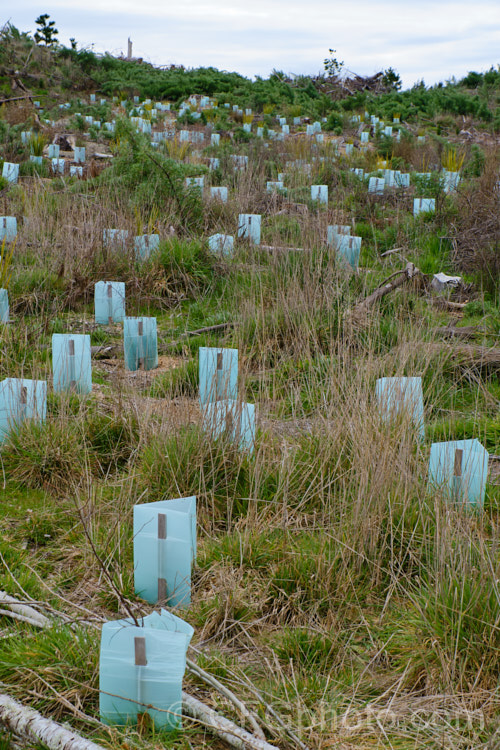 An area of coastal dunes in Canterbury, New Zealand where attempts are being made to revegetate with native plants to replace the lupins and pines that have taken over.