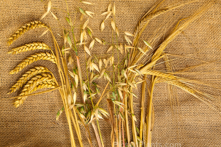 Three of the most widely grown temperate climate cereals. Left: wheat (<i>Triticum</i>); Centre: oats (<i>Avena</i>); and Right: barley (<i>Hordeum</i>).