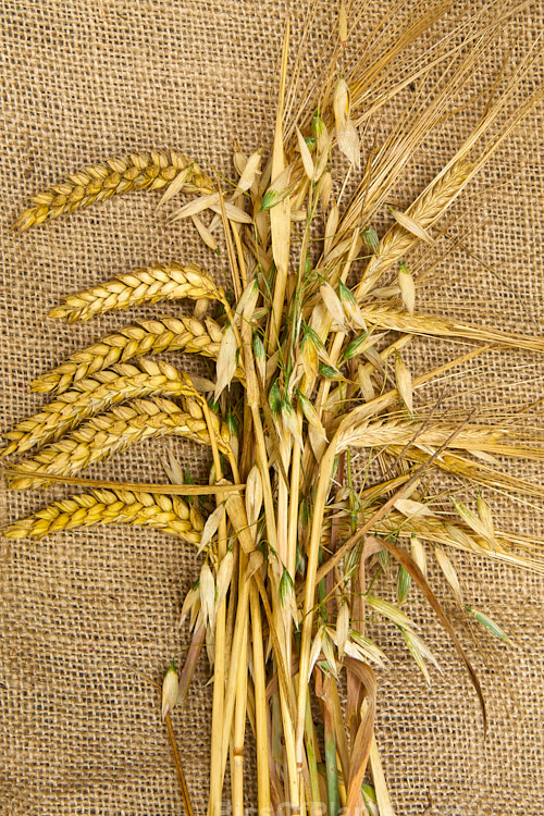 Three of the most widely grown temperate climate cereals. Left: wheat (<i>Triticum</i>); Centre: oats (<i>Avena</i>); and Right: barley (<i>Hordeum</i>).