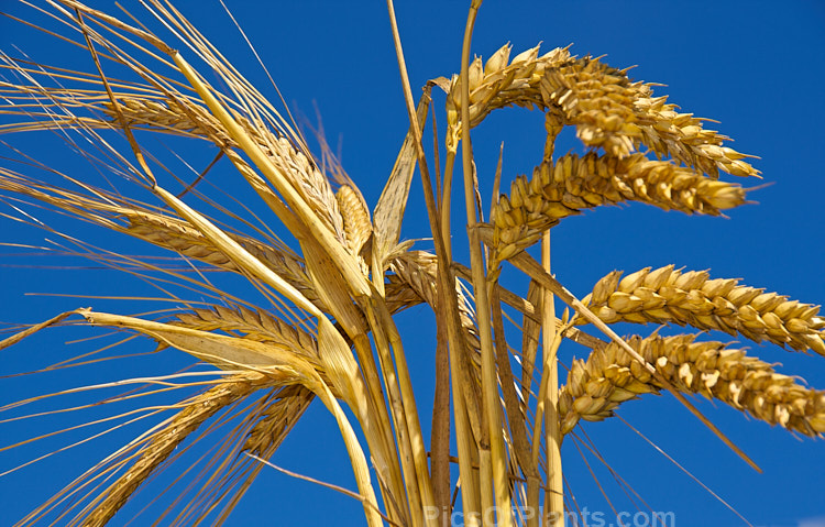 Two of the most widely grown temperate climate cereals. Left: barley (<i>Hordeum</i>); and Right: wheat (<i>Triticum</i>).