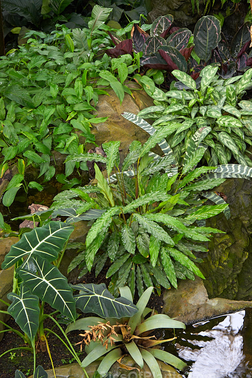 A selection of foliage house plants. They all flower, but it's the leaves that they're mainly grown for.