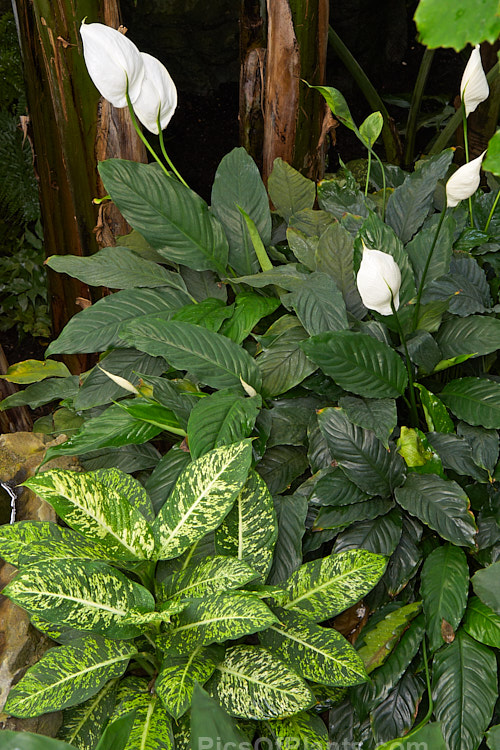 The white spathes of <i>Spathiphyllum</i> above the variegated foliage of a <i>Dieffenbachia</i> cultivar.