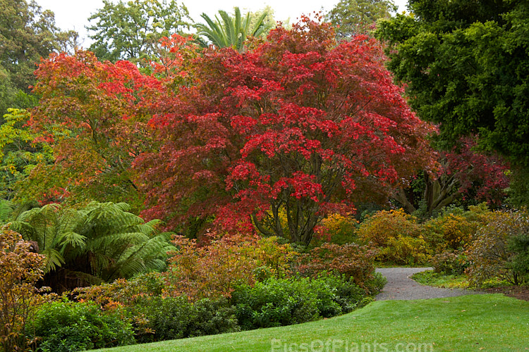 The bright red autumn foliage of a Japanese maple (<i>Acer palmatum</i>) in a bed of azaleas.