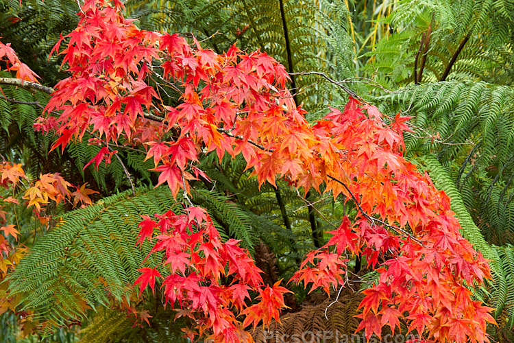 The bright red autumn foliage of a Japanese maple (<i>Acer palmatum</i>) against green tree fern fronds.