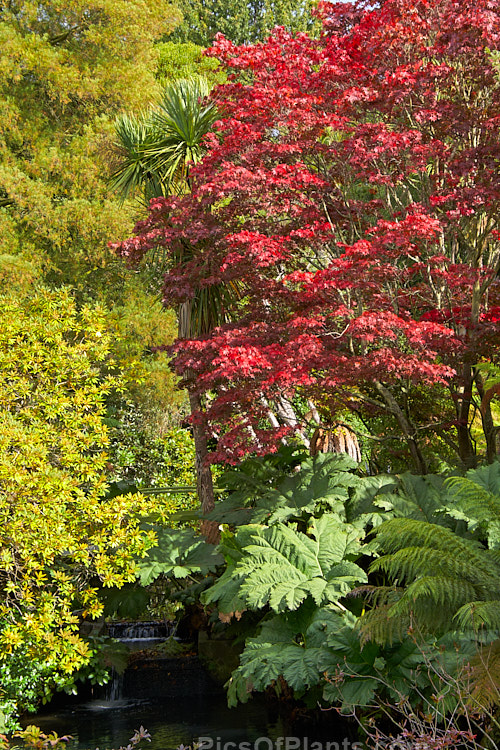 Maples and <i>Gunnera</i> feature alongside a stream in an autumnal garden.