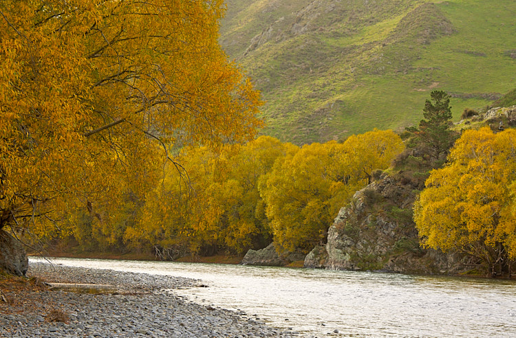 The autumn foliage of riverbank willows, mainly crack willow (<i>Salix fragilis</i>).