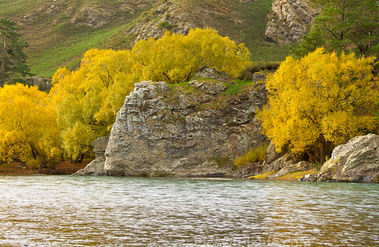 The autumn foliage of riverbank willows, mainly crack willow (<i>Salix fragilis</i>).