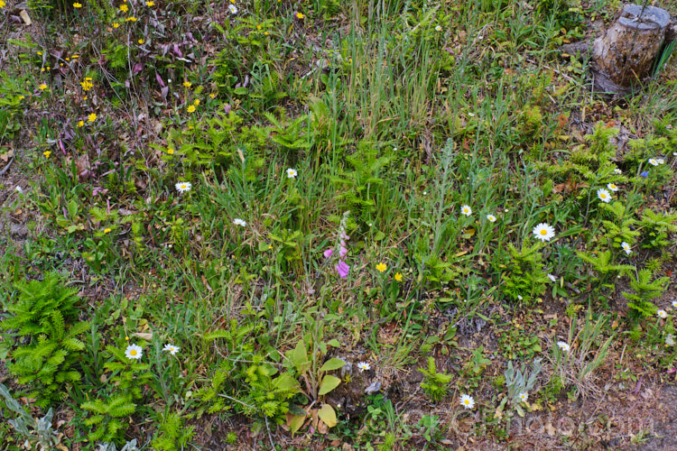 Growth at the edge of a spruce (<i>Picea</i>) forest. In addition to spruces seedlings, there are foxgloves (digitalis</i>), Leucanthemum daisies, viper's bugloss (<i>Echium vulgare</i>) and a range of other wildflower and weed seedlings.