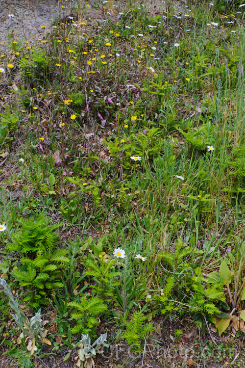 Growth at the edge of a spruce (<i>Picea</i>) forest. In addition to spruces seedlings, there are foxgloves (digitalis</i>), Leucanthemum daisies, viper's bugloss (<i>Echium vulgare</i>) and a range of other wildflower and weed seedlings.