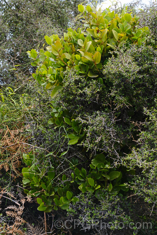 The Matagouri bush (<i>Discaria toumatou</i>) is a common sight in the high county of the SojuthIsland of New Zealand It often carries it share of passengers. Here it is seen with the semi-parasitic mistletoe (<i>Ileostylus micranthus</i>), some. Bush Lawyer (<i>Rubus species</i>) and dried bracken fern (<i>Pteridium esculentum</i>).