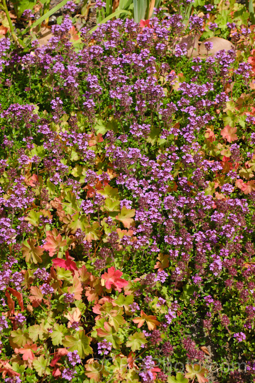 Two aromatic plants: Thyme and Geranium.