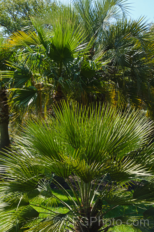 A group of hardy temperate climate palms.