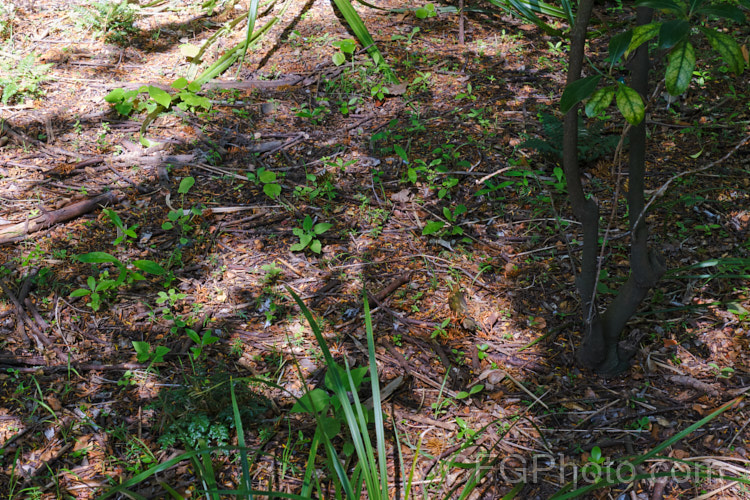 An area of regenerating New Zealand bush rich with young seedlings and ferns, including Pseudopanax, Kunzea, Macropiper and Cordyline