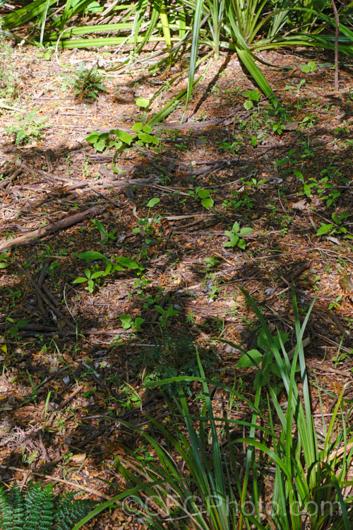 An area of regenerating New Zealand bush rich with young seedlings and ferns, including Pseudopanax, Kunzea, Macropiper and Cordyline