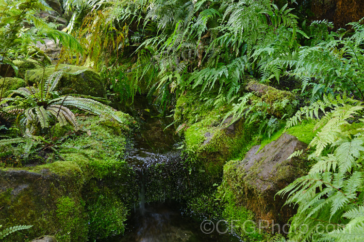 A New Zealand bush stream with a dense covering of ferns, mosses and liverworts.