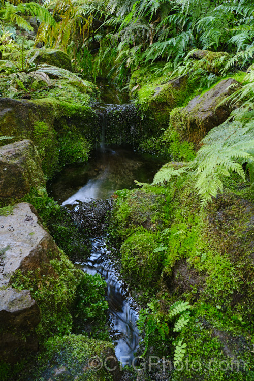 A New Zealand bush stream with a dense covering of ferns, mosses and liverworts.