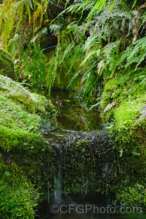 A New Zealand bush stream with a dense covering of ferns, mosses and liverworts.