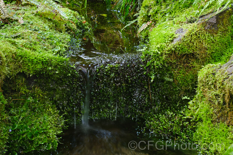 A New Zealand bush stream with a dense covering of ferns, mosses and liverworts.