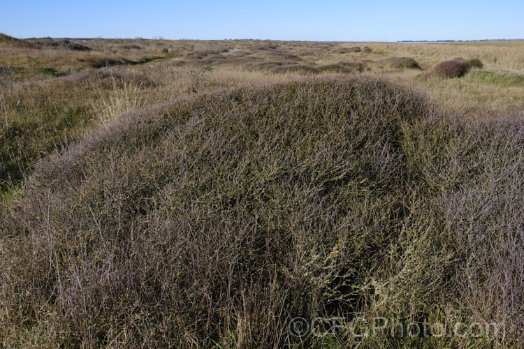 Coastal vegetation on the narrow strip of gravelly beach that separates. Wainono. Lagoon from the Pacific. Ocean, which is to the left in this image. Apart from the abundant grasses and weeds, such as Lupinus arboreus,the vegetation of the area of South Canterbury, New Zealand is dominated by Coprosma propinqua (foreground</i>) and Muehlenbeckia ephedroides.