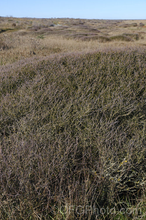 Coastal vegetation on the narrow strip of gravelly beach that separates. Wainono. Lagoon from the Pacific. Ocean, which is to the left in this image. Apart from the abundant grasses and weeds, such as Lupinus arboreus,the vegetation of the area of South Canterbury, New Zealand is dominated by Coprosma propinqua (foreground</i>) and Muehlenbeckia ephedroides.