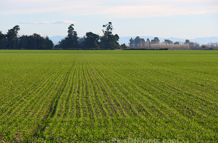 An early winter image of a pasture sown in autumn. Autumn sowing capitalises on the cooler weather and rain so that the grass establishes before winter while avoiding the harsh effects of summer heat and drought.