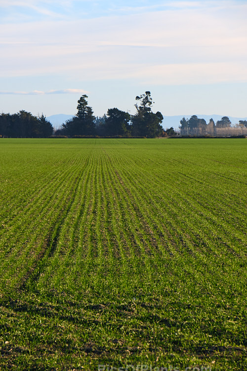 An early winter image of a pasture sown in autumn. Autumn sowing capitalises on the cooler weather and rain so that the grass establishes before winter while avoiding the harsh effects of summer heat and drought.