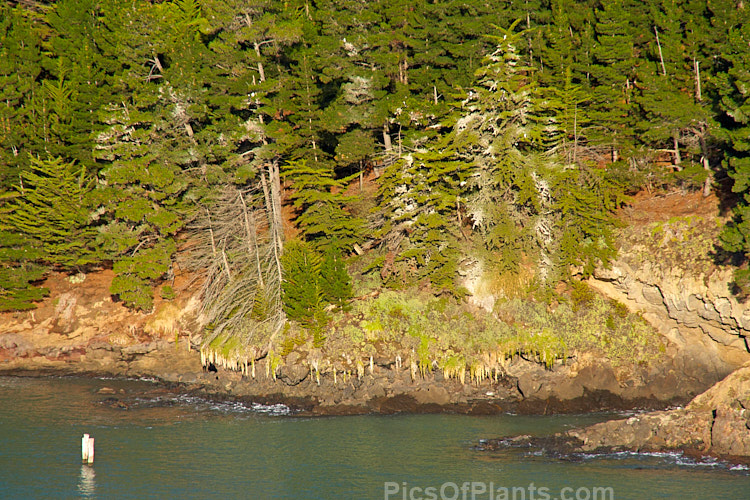 Conifers growing on the coastal rocks at Camp Bay, Banks Peninsula, New Zealand. Some of the trees and part of the bank below are stained white with the droppings of the many shags (cormorants) that nest in them.