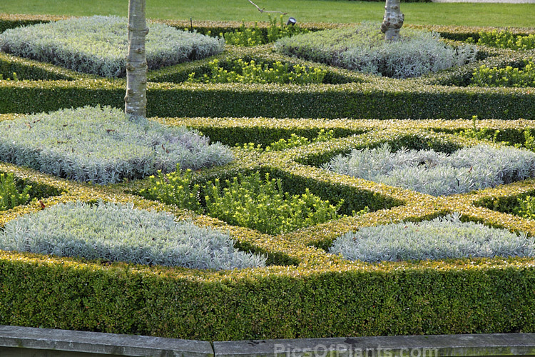 A parterre garden made up of box (<i>Buxus</i>) hedging with lavender and euonymus.