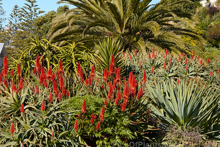 A garden of succulents (mainly aloes</i>) and dry country plants.