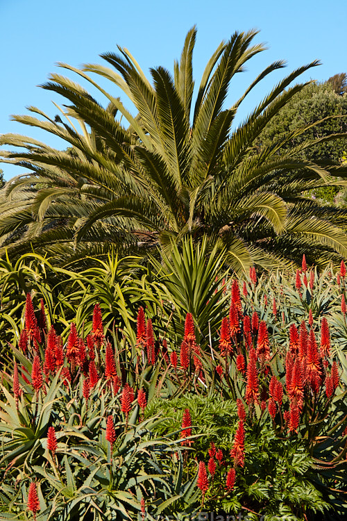 A garden of succulents (mainly aloes</i>) and dry country plants.