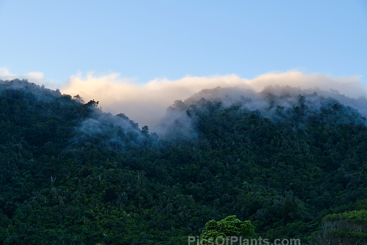 Clouds shroud the top of bush-clad hills at sunrise. Westland, New Zealand.