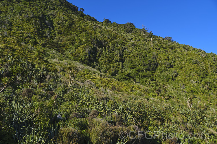 Lowland bush near. Punakaiki, New Zealand with a wide range of plants, including Phormium tenax, Astelia fragrans, Coprosma, Metrosideros umbellata, Cordyline australis, Rhopalostylis sapida, Cyathea medullaris and Griselinia lucida.