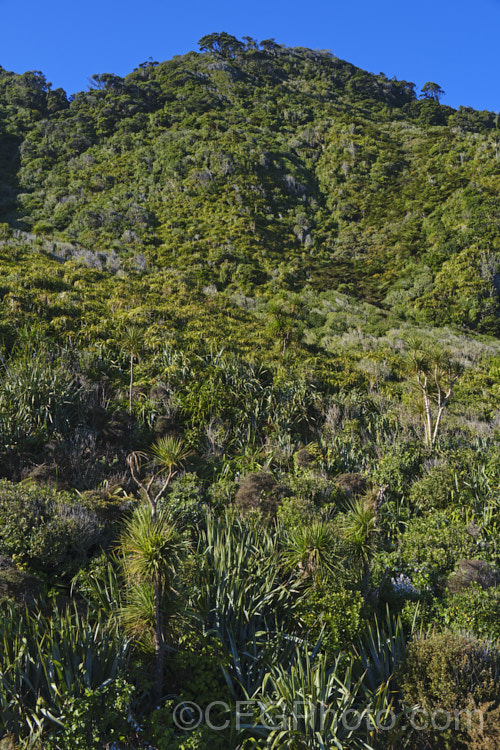 Lowland bush near. Punakaiki, New Zealand with a wide range of plants, including Phormium tenax, Astelia fragrans, Coprosma, Metrosideros umbellata, Cordyline australis, Rhopalostylis sapida, Cyathea medullaris and Griselinia lucida.