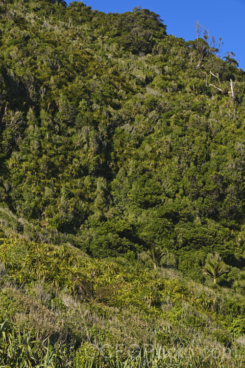 Lowland bush near. Punakaiki, New Zealand with a wide range of plants, including Phormium tenax, Astelia fragrans, Coprosma, Metrosideros umbellata, Cordyline australis, Rhopalostylis sapida, Cyathea medullaris and Griselinia lucida.