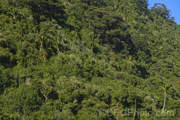 Lowland bush near. Punakaiki, New Zealand with a wide range of plants, including Phormium tenax, Astelia fragrans, Coprosma, Metrosideros umbellata, Cordyline australis, Rhopalostylis sapida, Cyathea medullaris and Griselinia robusta.