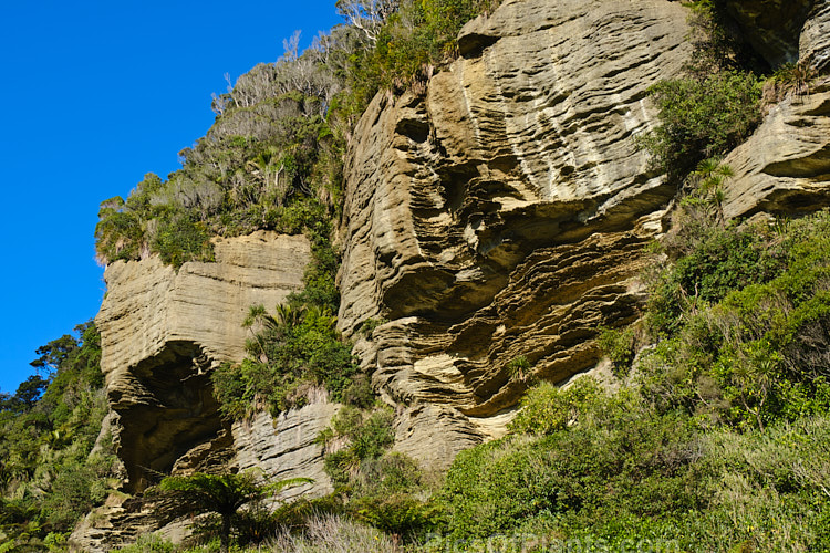 The limestone rocks at Punakaiki, New Zealand are renowned for being composed of many layers, which gives them the name pancake rocks. Although this name is really only applied to those found near the coast, this layered limestones extends through much of the region. Because of the abundant rainfall, myriad plants can be found growing on the rock.