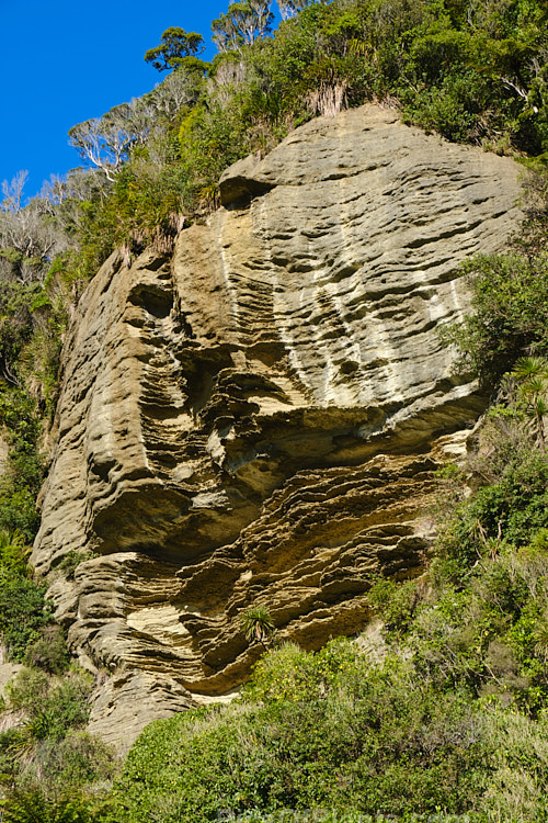 The limestone rocks at Punakaiki, New Zealand are renowned for being composed of many layers, which gives them the name pancake rocks. Although this name is really only applied to those found near the coast, this layered limestones extends through much of the region. Because of the abundant rainfall, myriad plants can be found growing on the rock.