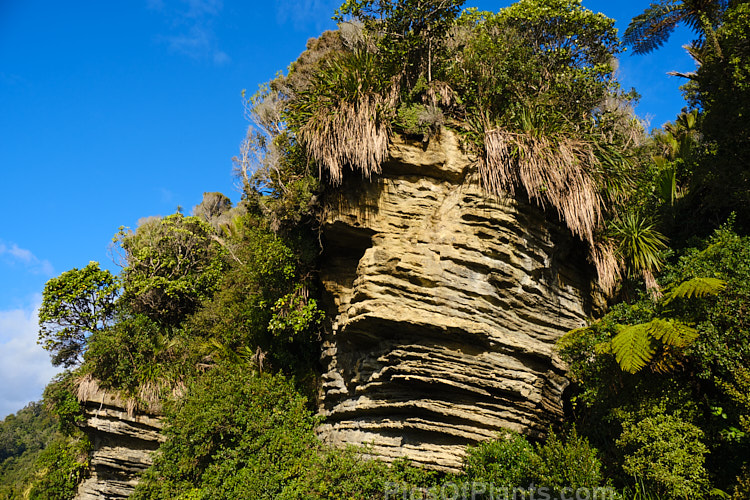 The limestone rocks at Punakaiki, New Zealand are renowned for being composed of many layers, which gives them the name pancake rocks. Although this name is really only applied to those found near the coast, this layered limestones extends through much of the region. Because of the abundant rainfall, myriad plants can be found growing on the rock.