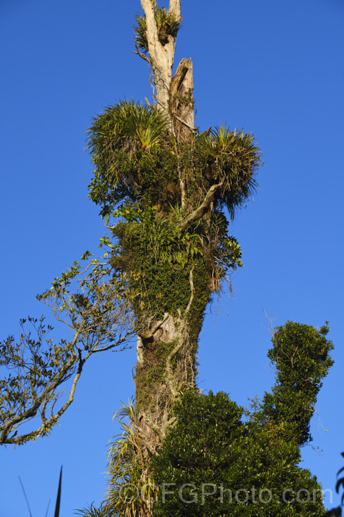 On old dead trunk of a Kahikatea (<i>Dacrycarpus dacrydioides</i>) with a dense covering of epiphytic plants, including Astelia, Griselinia, Rata. Vine (<i>Metrosideros carminea</i>) and various ferns.