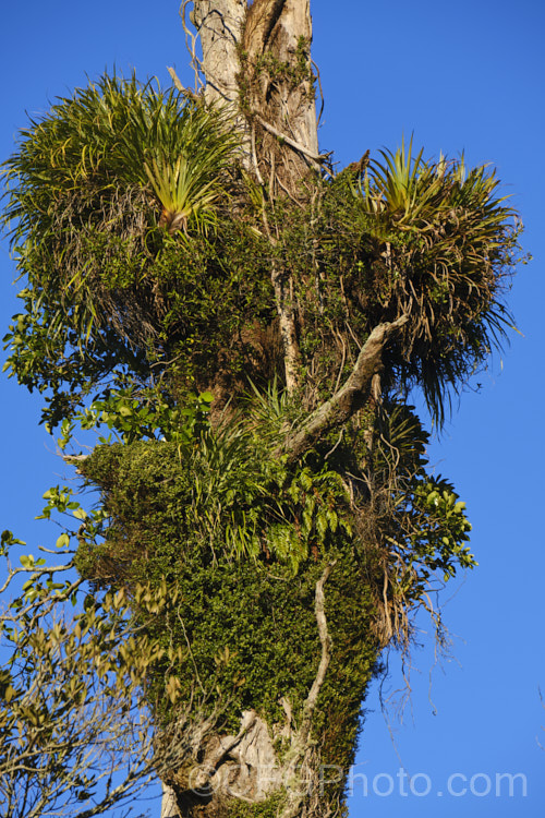 On old dead trunk of a Kahikatea (<i>Dacrycarpus dacrydioides</i>) with a dense covering of epiphytic plants, including Astelia, Griselinia, Rata. Vine (<i>Metrosideros carminea</i>) and various ferns.