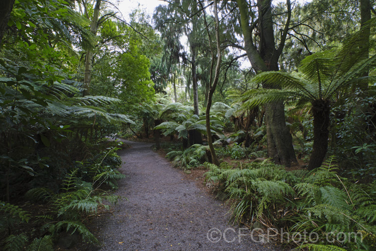 A planting of New Zealand native plants in a botanic garden. Large podocarps and tree ferns dominate this planting, accompanied by a myriad of other shrubs and vines.