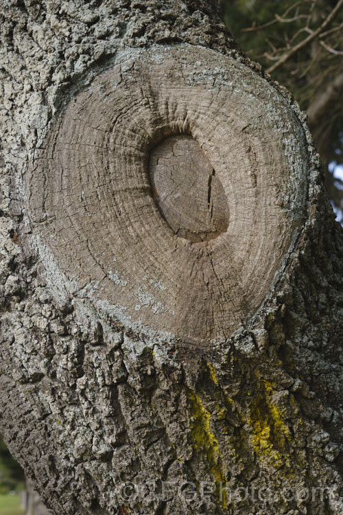 Callus tissue growing over the wound caused by removing a branch. Plant wounds do not actually heal, but with time they can be grown over.