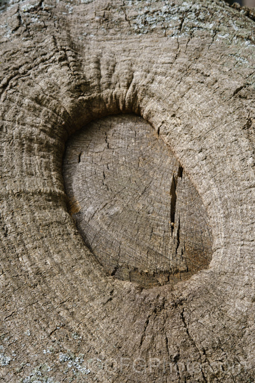 Callus tissue growing over the wound caused by removing a branch. Plant wounds do not actually heal, but with time they can be grown over.