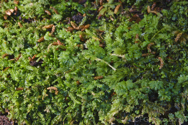 The floor of a temperate rainforest is a carpet of mosses, liverworts, seedlings and tiny plants, such as filmy ferns and clubmosses. This image was taken in the subalpine temperate rainforest of the Lewis. Pass, South Island, New Zealand